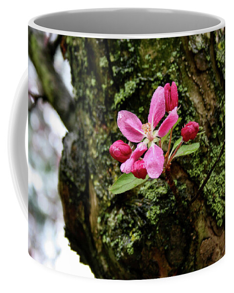 Flower Coffee Mug featuring the photograph Blossom after rain by Matt Sexton