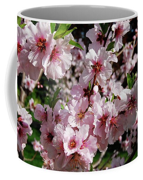 Almond Coffee Mug featuring the photograph Blossoming Almond Branch by Michael Peychich