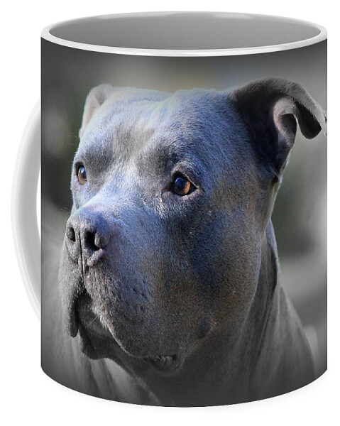 Pit Bull Coffee Mug featuring the photograph Blu by Sue Long