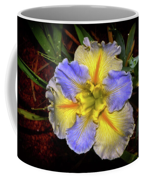 Iris Coffee Mug featuring the photograph Blue And Yellow Iris 002 by George Bostian