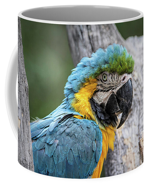 Animal Coffee Mug featuring the photograph Blue and Yellow Macaw by Teresa Wilson