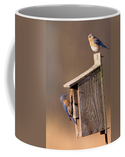 Bird Coffee Mug featuring the photograph Blue Bird Couple by John Harmon