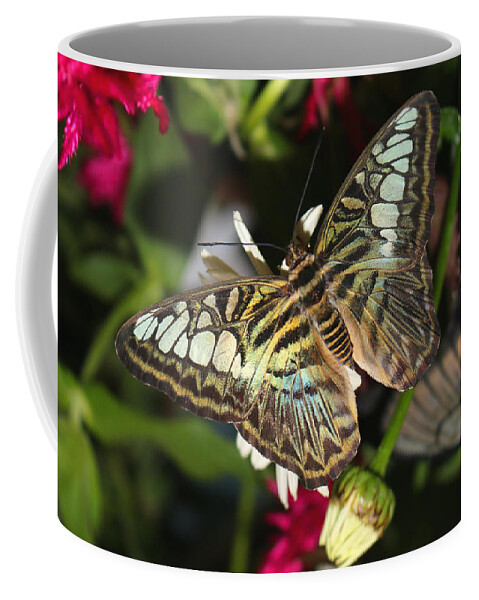 Butterfly Coffee Mug featuring the photograph Blue Clipper by Living Color Photography Lorraine Lynch