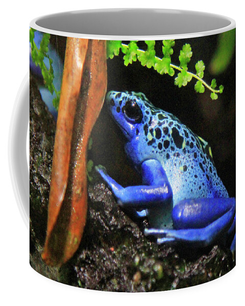 Frog Coffee Mug featuring the photograph Blue Dart Frog by Shoal Hollingsworth