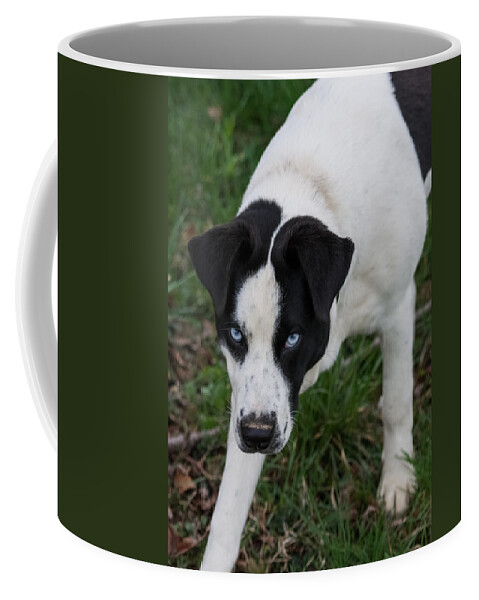 Pet Coffee Mug featuring the photograph Blue Eyed Dog by Holden The Moment