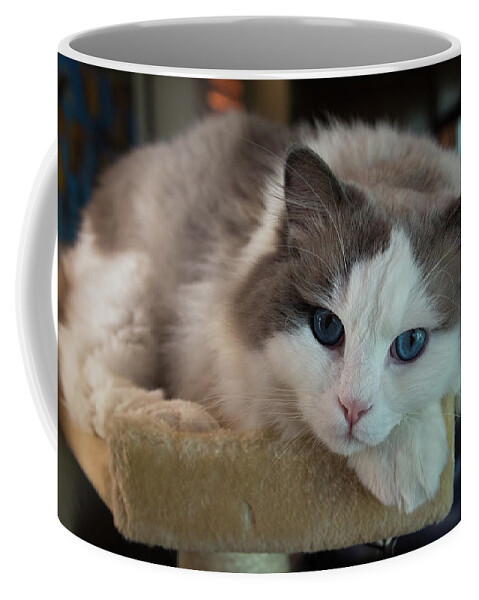 Blue Eyes Coffee Mug featuring the photograph Blue Eyes in a Cat Tree by John Daly