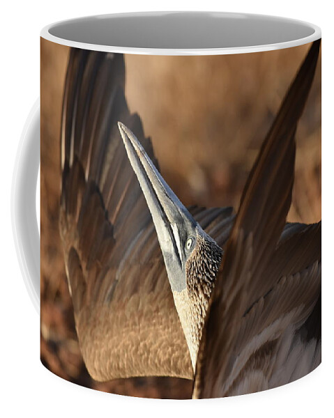 Blue-footed Booby Coffee Mug featuring the photograph Blue-footed Booby Display by Ben Foster