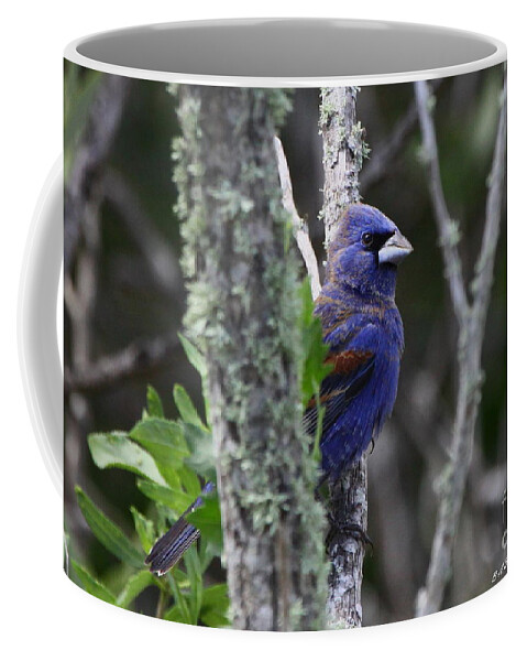 Blue Grosbeak Coffee Mug featuring the photograph Blue Grosbeak in a mangrove by Barbara Bowen