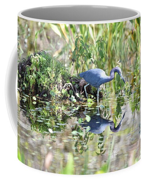 Blue Heron Coffee Mug featuring the photograph Blue Heron Fishing in a Pond in Bright Daylight by Artful Imagery