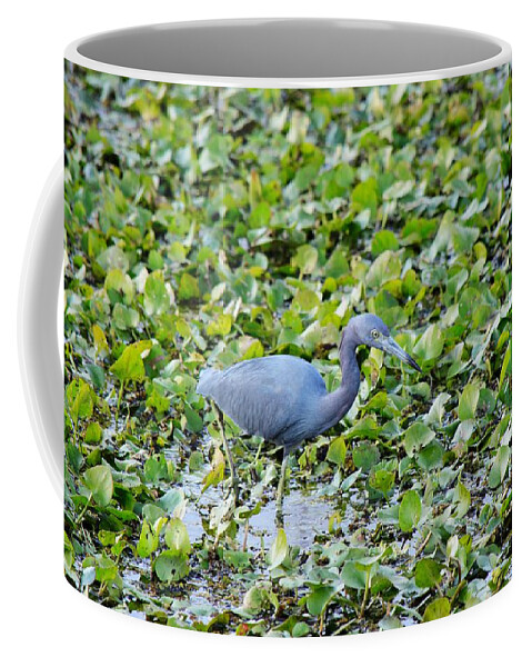 Heron Coffee Mug featuring the photograph Blue Heron by Joseph Caban