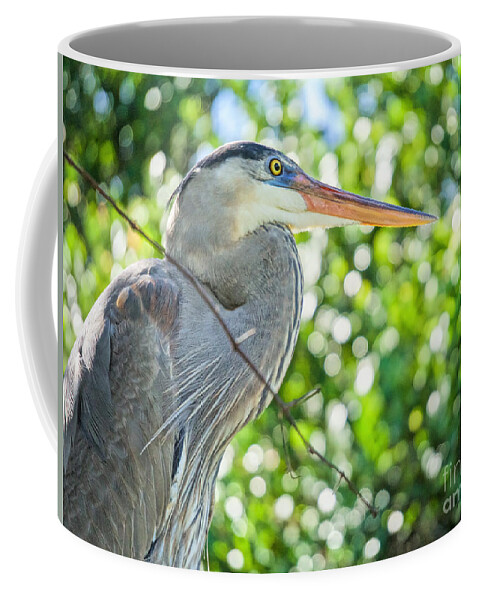Everglades Birds Coffee Mug featuring the photograph Blue is Beautiful by Judy Kay