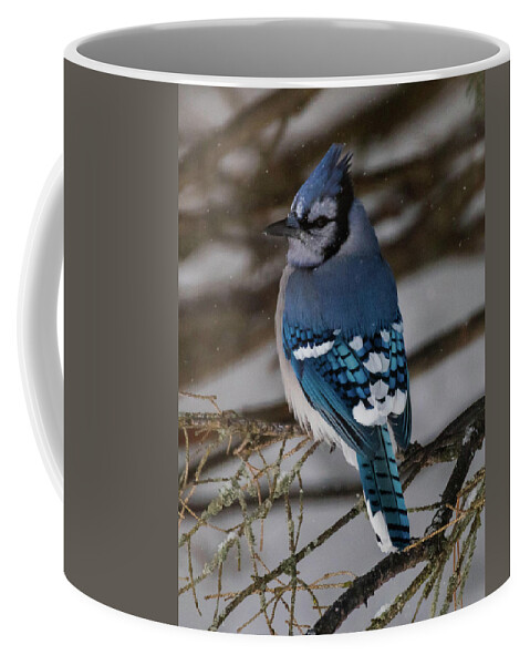 Bird Coffee Mug featuring the photograph Blue Jay by Jody Partin