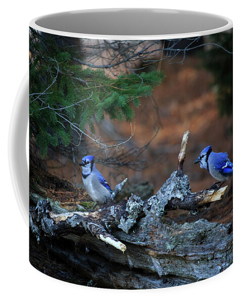 Algonquin Park Coffee Mug featuring the photograph Blue Jay Pair by Gary Hall