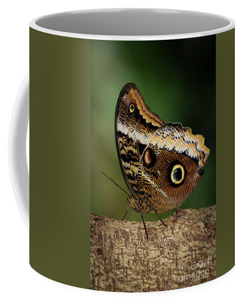 Reid Callaway Blue Morphs Butterfly Coffee Mug featuring the photograph Blue Morpho Butterfly Cecil B Day Butterfly Center Art by Reid Callaway