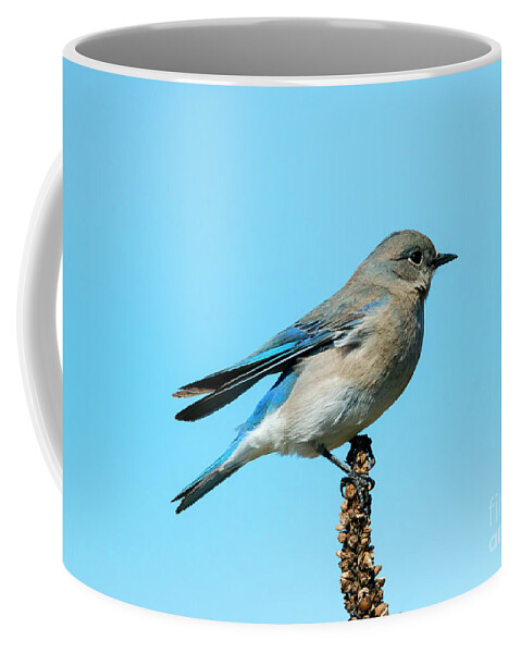 Bluebird Coffee Mug featuring the photograph Blue on Blue by Michael Dawson