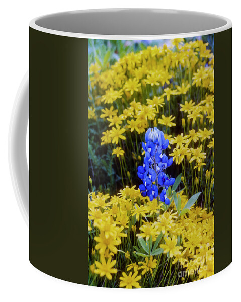 Lady Bird Johnson Wildflower Center Coffee Mug featuring the photograph Blue on Yellow by Bob Phillips