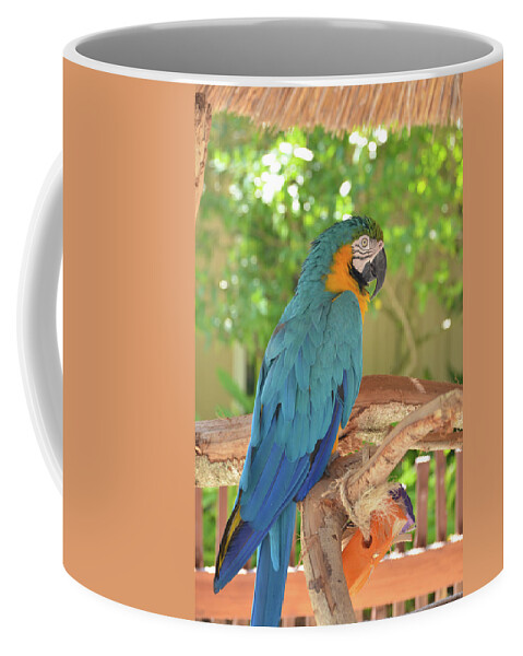Parrot Coffee Mug featuring the photograph Blue Parrot with a Toy by Artful Imagery