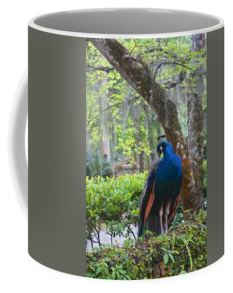 Blue Peacock Coffee Mug featuring the photograph Blue Peacock by Joan Reese