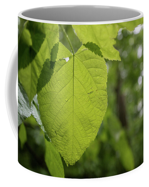 Blue Ridge Coffee Mug featuring the photograph Blue Ridge Leaf by Doug Ash
