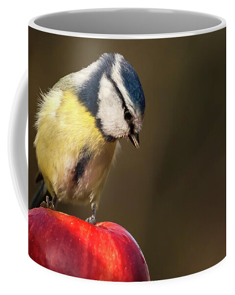 Bird Coffee Mug featuring the photograph Blue Tit Cyanistes caeruleus sat on a red apple looking down by Simon Bratt
