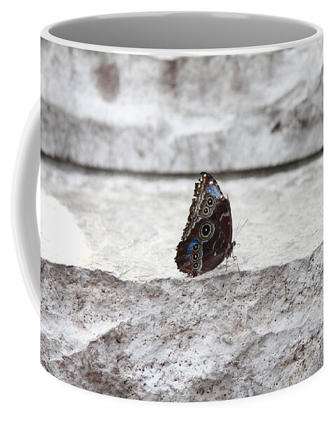 Butterfly Coffee Mug featuring the photograph Blue Velvet by Christine Chin-Fook