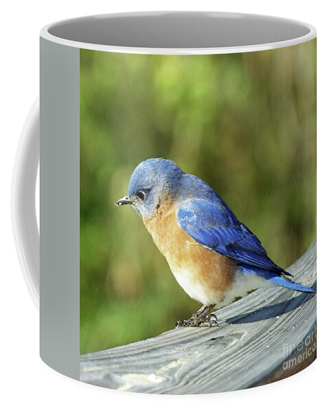 Wildlife Coffee Mug featuring the photograph Bluebird 3 by Lizi Beard-Ward