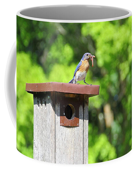 Bluebird Coffee Mug featuring the photograph Bluebird Breakfast by Allen Nice-Webb