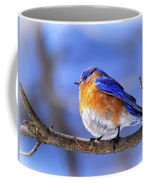 Bluebird In Winter Coffee Mug featuring the photograph Bluebird in winter by Carolyn Derstine