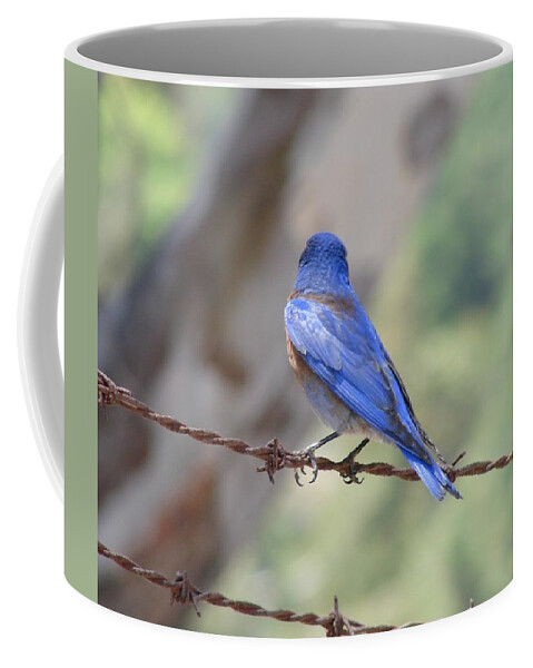 Bluebirds Coffee Mug featuring the photograph Bluebird on the fence by Liz Vernand