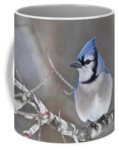 Bluejay Coffee Mug featuring the photograph Bluejay 1352 by Michael Peychich