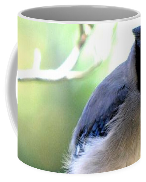 Bluejay Coffee Mug featuring the photograph Bluejay by Dani McEvoy