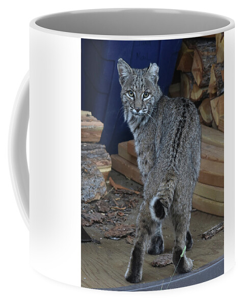 Bobcat Coffee Mug featuring the photograph Bobcat by Ben Foster