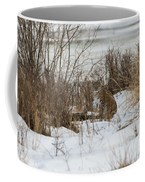 Yellowstone Coffee Mug featuring the photograph Bobcat Blending In by Bill Cubitt