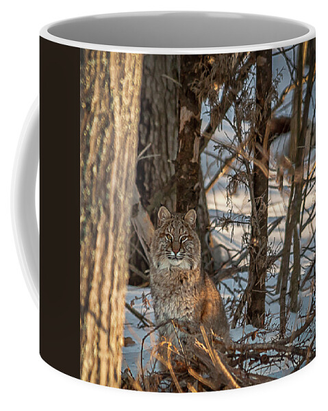Bobcat Coffee Mug featuring the photograph Bobcat by Brenda Jacobs