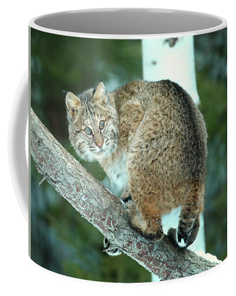Bobcat Coffee Mug featuring the photograph Bobcat on a Tree by Duane Cross