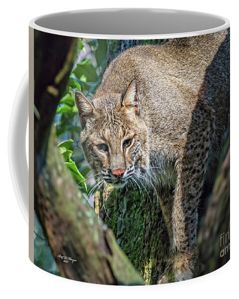 Nature Coffee Mug featuring the photograph Bobcat On The Prowl by DB Hayes