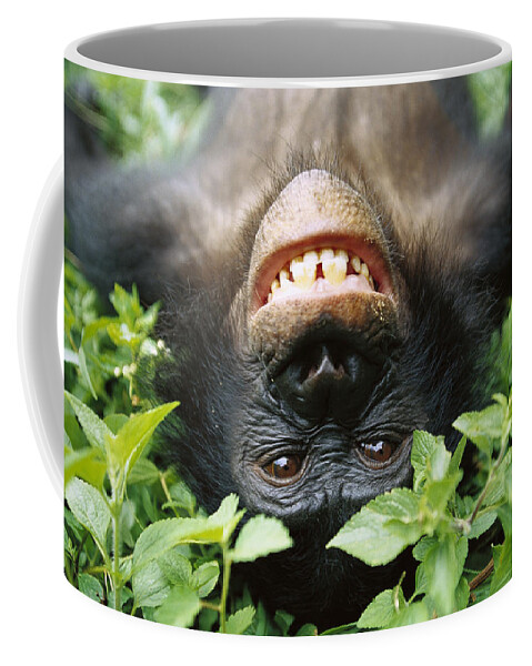 #faatoppicks Coffee Mug featuring the photograph Bonobo Smiling by Cyril Ruoso
