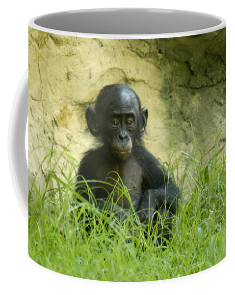 Bonobo Coffee Mug featuring the photograph Bonobo Tyke by DArcy Evans