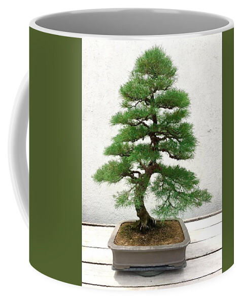 Arboretum Coffee Mug featuring the photograph Bonsai Pine Tree by Lexi Heft