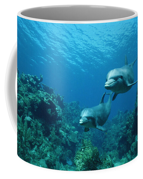 Mp Coffee Mug featuring the photograph Bottlenose Dolphins and Coral Reef by Konrad Wothe