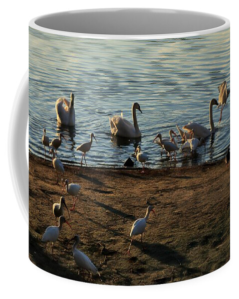 Marcia Lee Jones Coffee Mug featuring the photograph Boy Feeding Swans and White Ibis by Marcia Lee Jones