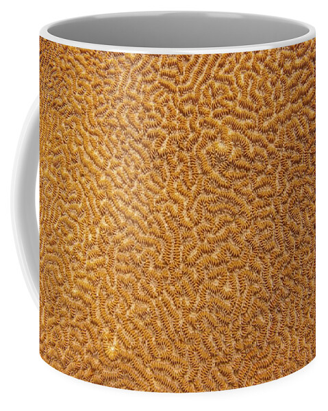 Texture Coffee Mug featuring the photograph Brain Coral 47 by Michael Fryd