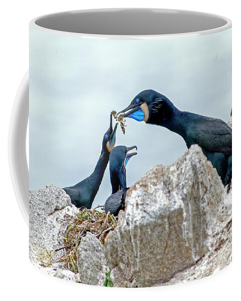 Brandts Cormorants Coffee Mug featuring the photograph Brandt's Cormorant Feeding Family by Judi Dressler