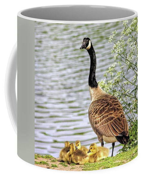 Geese Coffee Mug featuring the photograph Branta Canadensis

#canadagoose by John Edwards