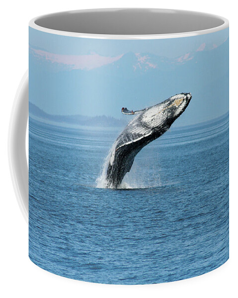 Alaska Coffee Mug featuring the photograph Breaching humpback whales Happy-3 by Steve Darden