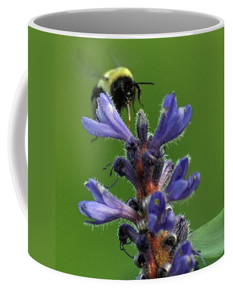 Bumble Bee Coffee Mug featuring the photograph Bumble Bee Breakfast by Glenn Gordon