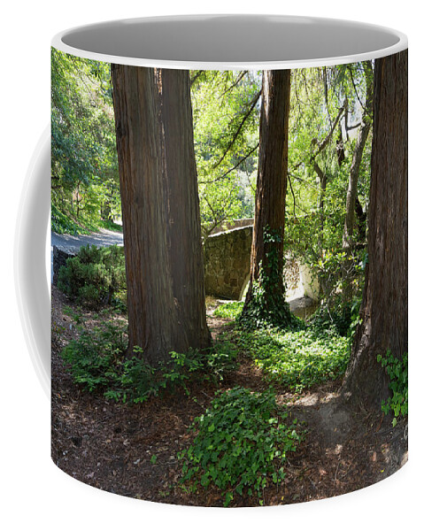Wingsdomain Coffee Mug featuring the photograph Bridge at Strawberry Creek Sproul Plaza at the University of California Berkeley DSC6292 by San Francisco