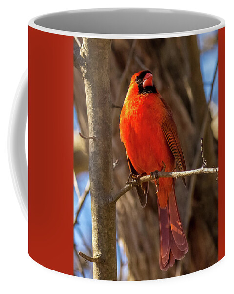 Cardinal Coffee Mug featuring the photograph Bright Boy by Rob Davies