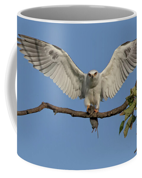 White Tailed Kite Coffee Mug featuring the photograph Bringing Dinner by Beth Sargent