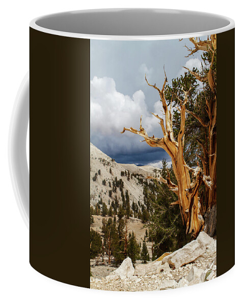 Bristlecone Pine Coffee Mug featuring the photograph Bristlecone pine tree 8 by Duncan Selby